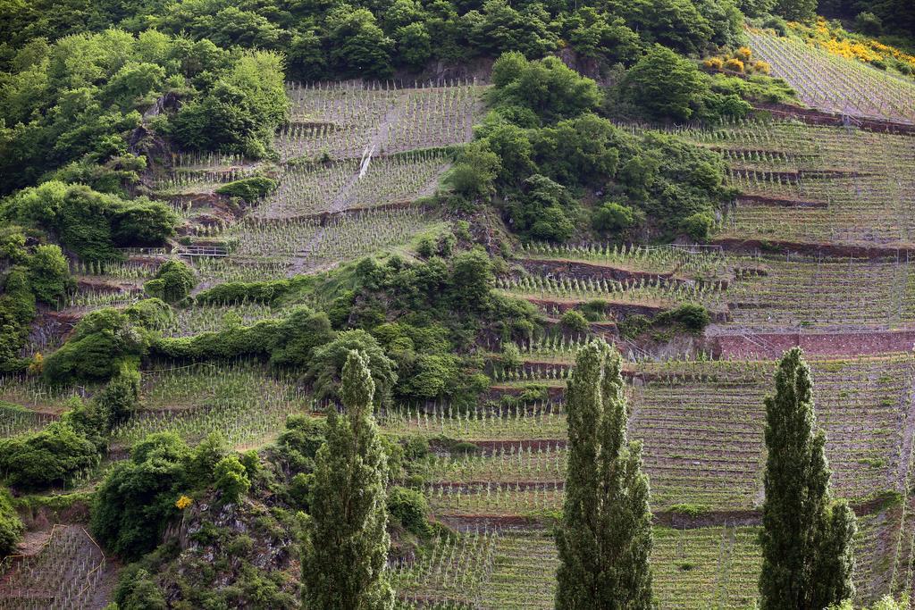 Ernst Cluesserath Weingut & Weinhotelchen Trittenheim Dış mekan fotoğraf